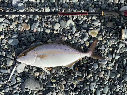 ショゴの釣果