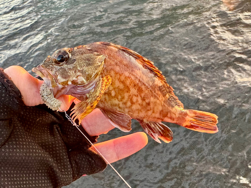 ガシラの釣果