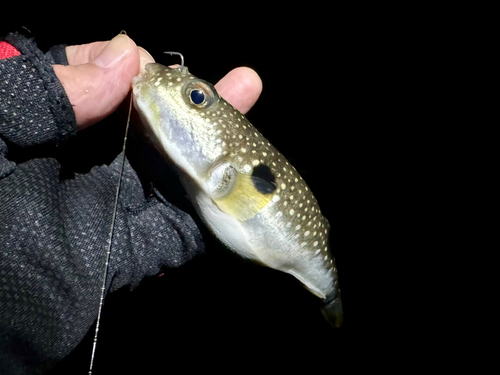 フグの釣果