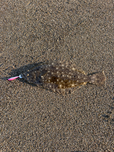 ヒラメの釣果