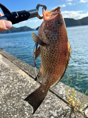 オオモンハタの釣果