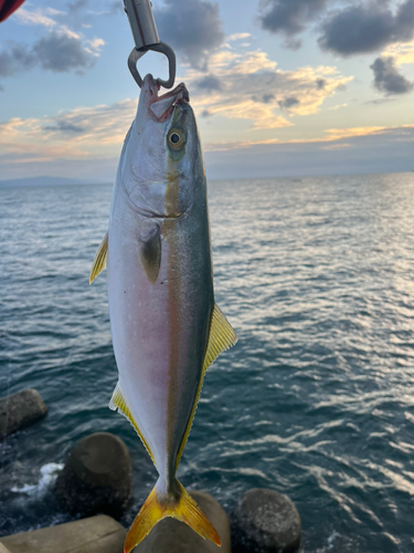 ツバスの釣果