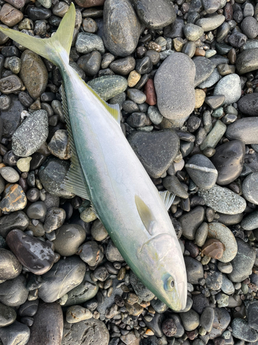 イナダの釣果