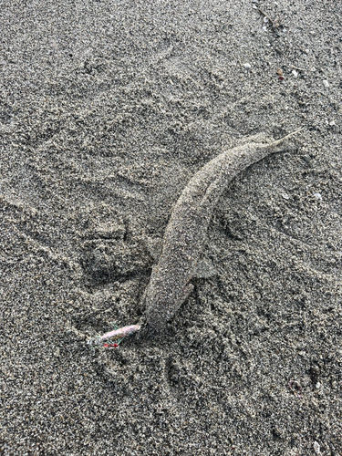 エソの釣果