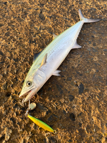 サゴシの釣果