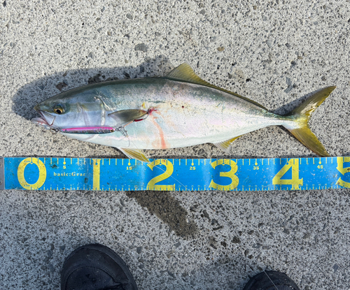 ハマチの釣果