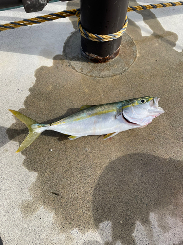 ワカシの釣果