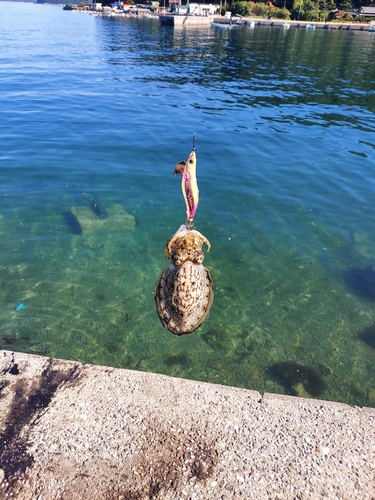 モンゴイカの釣果