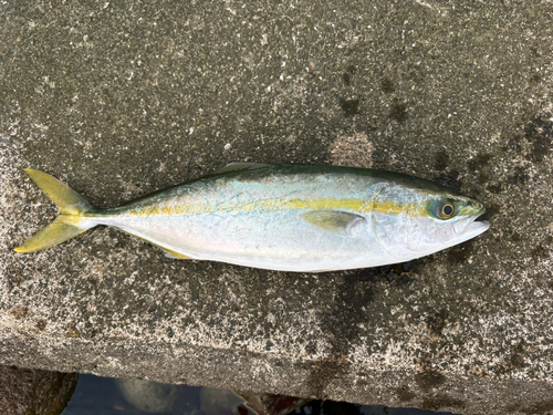 ツバイソの釣果