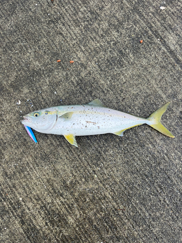 イナダの釣果