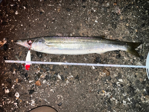 カマスの釣果