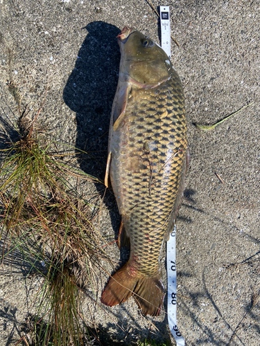 コイの釣果