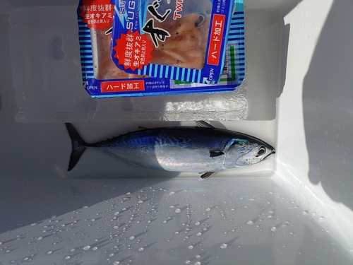 ソウダガツオの釣果