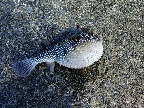 フグの釣果