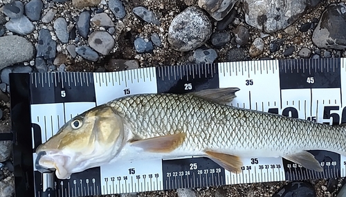 ニゴイの釣果