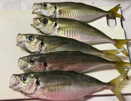 アジの釣果