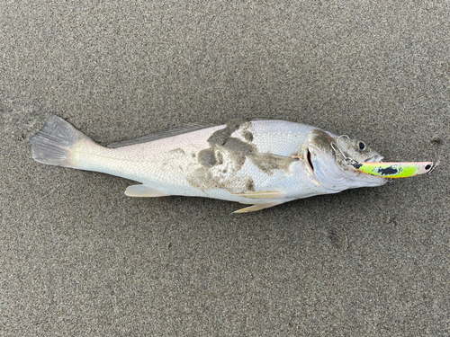 イシモチの釣果