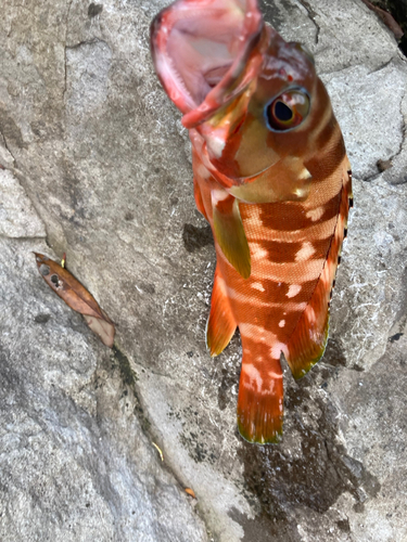 アカハタの釣果