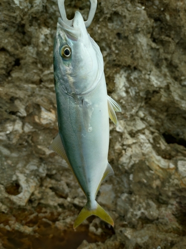 ワカシの釣果