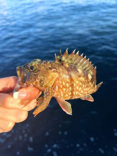 ガシラの釣果