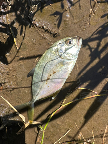 メッキの釣果