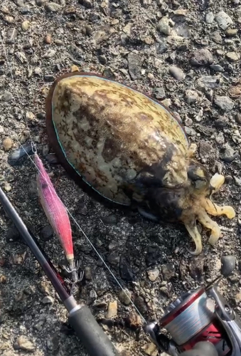 イカの釣果