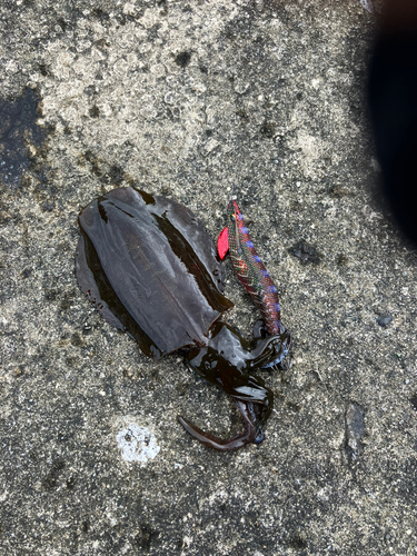 イカの釣果