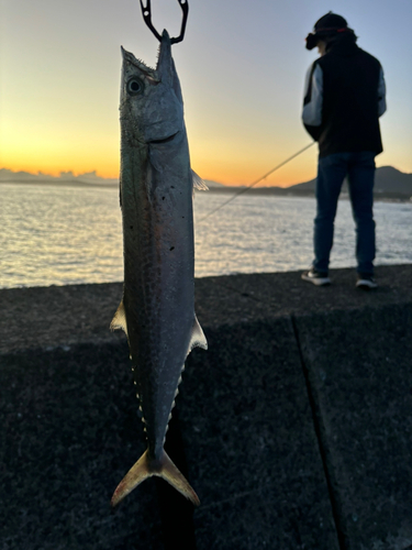 サゴシの釣果