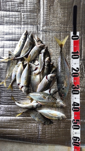 アジの釣果