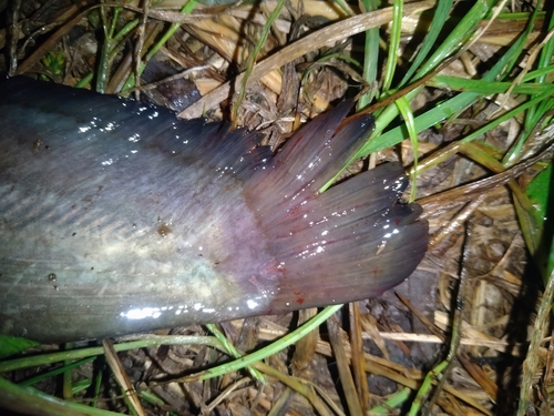 ナマズの釣果