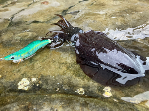 アオリイカの釣果