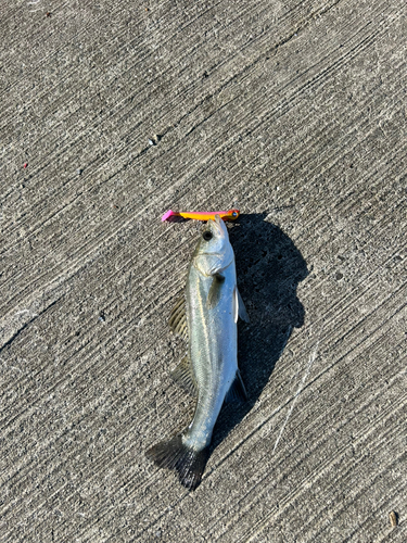 セイゴ（マルスズキ）の釣果