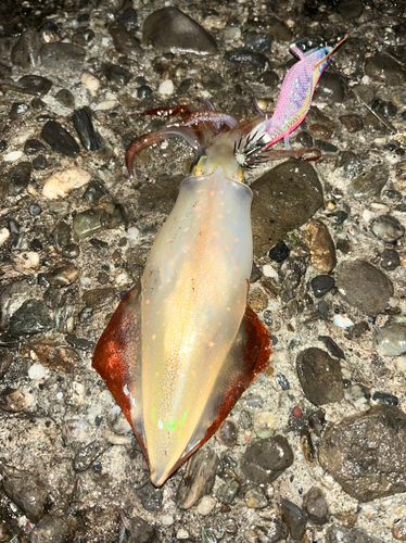 ケンサキイカの釣果