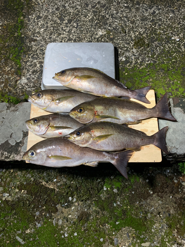 イサキの釣果