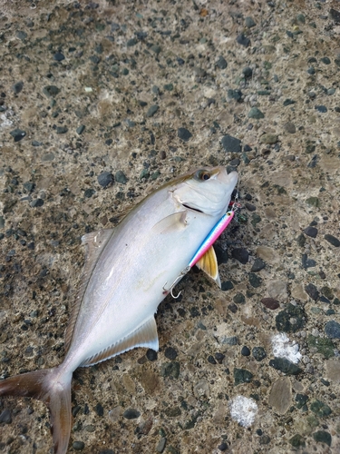 ショゴの釣果