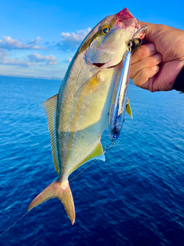 ネリゴの釣果