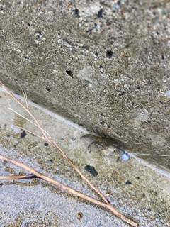 カニの釣果