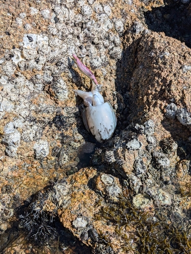 コウイカの釣果