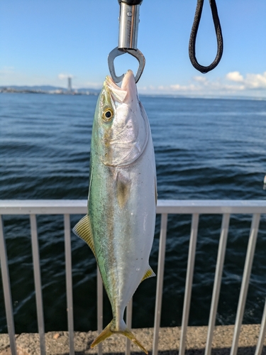 ツバスの釣果