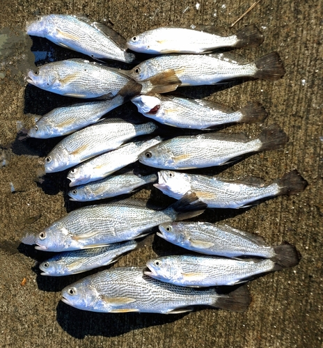 イシモチの釣果