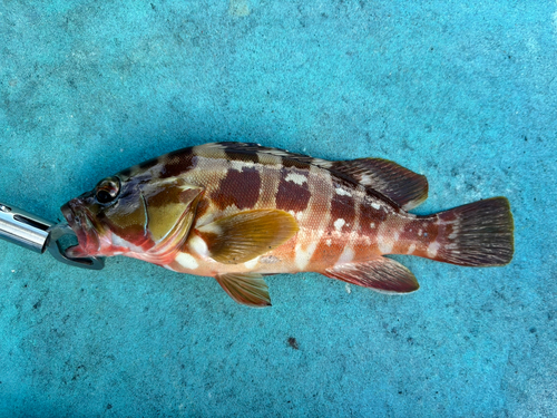 アカハタの釣果