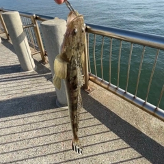 マゴチの釣果