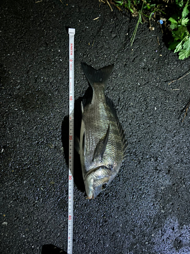 クロダイの釣果