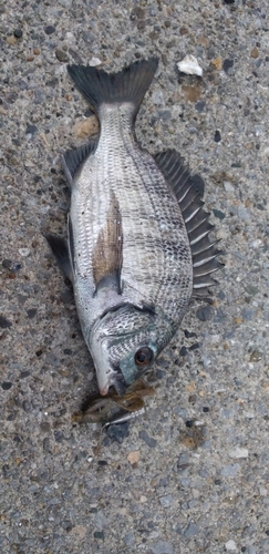 チヌの釣果