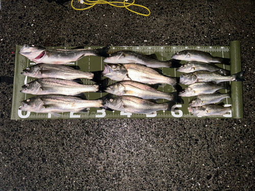 セイゴ（マルスズキ）の釣果