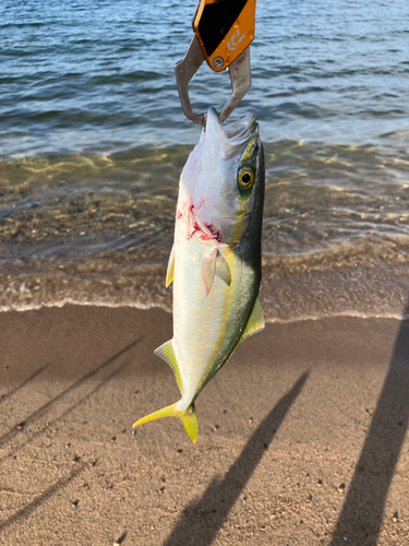 ツバイソの釣果