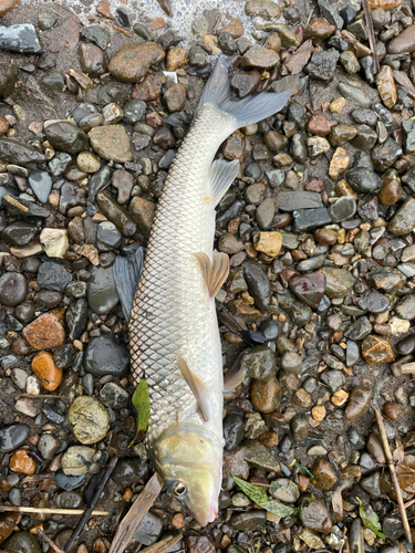 ニゴイの釣果