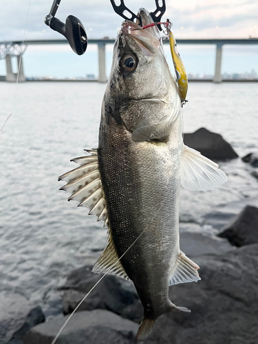 シーバスの釣果