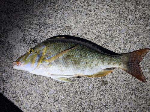 タマンの釣果