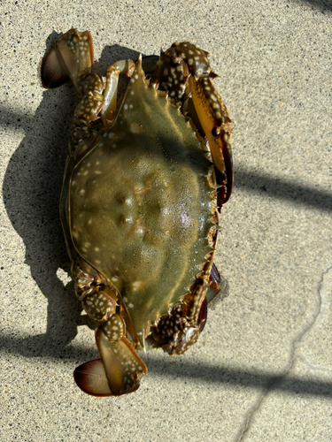 ワタリガニの釣果